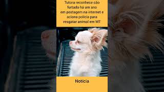 Tutora reconhece cão furtado há um ano em postagem na internet e aciona polícia para resgatar animal [upl. by Acinorev]