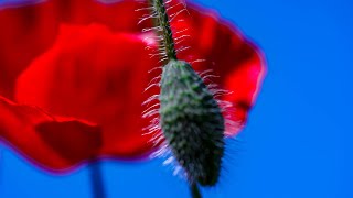 Red Poppy [upl. by Ihtraa]