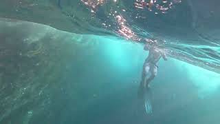 Freediving Eaglehawk neck Tasmania with distant whale song [upl. by Aivatra558]