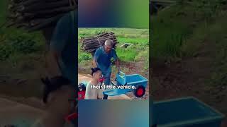 Twin Sisters Help Grandpa Bring Firewood Home with Their Toy Tractor [upl. by Ailla]