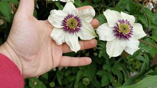 Clematis florida Sieboldii aka Sieboldiana  a wonderful bicolor Clematis white with purple centre [upl. by Masha266]