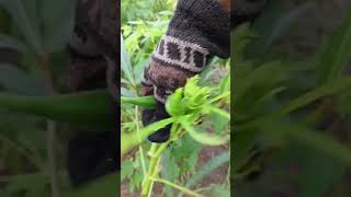 Lady finger harvest gardeningfarming rinaroshanampmaashorts [upl. by Hurd661]