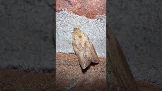 Light Brown Apple Moth In Mid November moths insects nature [upl. by Naryt]