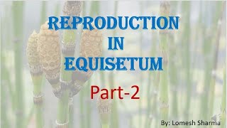 Equisetum  reproduction  and  life cycle  HPU BSc1st Year [upl. by Raye]