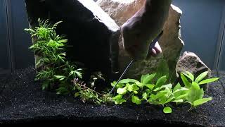 Rescape for Amano Shrimp 20Gallon tall Aquascape 9224 [upl. by Calore]