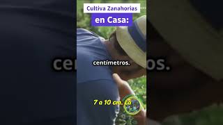 Cultiva Zanahorias en Casa Guía Fácil y Práctica [upl. by Nyved]