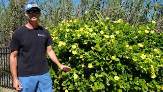 MANDEVILLA Plant care amp info [upl. by Runkel]