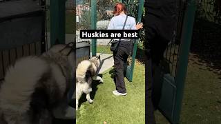 Siberian Husky Dog walk is fun like rams vs bears dog pets fun [upl. by Ecnal235]