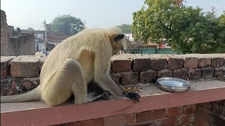 Hanuman monkey  Langur monkey  Langur hanuman  Dear Monkey [upl. by Dean]