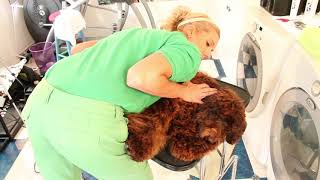 Royal Diamond Labradoodles Placing the Dog in a Relaxed Position for Groomingmov [upl. by Arrak]