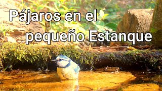 Dia41 Pájaros en el pequeño estanque [upl. by Enerahs710]