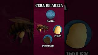 Cera de Abeja ¿Cómo la fabrican y sus usos en cosmética [upl. by Laoj]