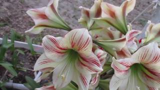 Ambiance amaryllis Hippeastrum [upl. by Dranyl]