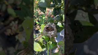 CRÍAS DE COLIBRÍ EN UN CAMPO DE ARÁNDANOS [upl. by Eneloj]