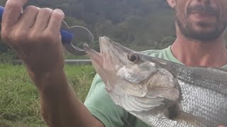 Pesca Esportiva No Brasil [upl. by Adigirb]