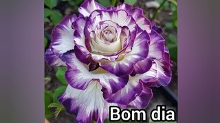 mensagem abençoada de bom dia feliz domingo [upl. by Reviere]