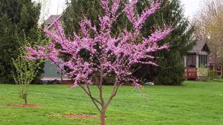 Redbud Tree  Cercis Canadensis [upl. by Eatnad]