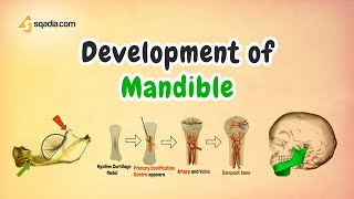 Development of Mandible  Anatomy and Embryology for Medical Students [upl. by Iey]