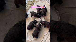 puppies make messy 🤣 bouvierdesflandres shorts funnyshorts funnydogs doglover cute dirty [upl. by Aettam]