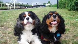 Toby and Sam Loopy Cavaliers [upl. by Danae778]