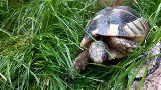 An introduction to the Marginated tortoise [upl. by Maguire]