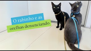 O rabinho e as orelhas denunciando 😂gatos gatosengraçados trigatos viral explorer gatosfofos [upl. by Flossie]