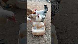 The fun of raising poultry at home Part 6 chicken [upl. by Amikan836]