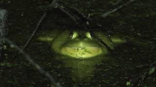 Bullfrogs Croaking [upl. by Anatollo369]