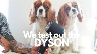 DOES THE DYSON SUPERSONIC HAIR DRYER WORK ON DOGS  Cavalier King Charles Vlog [upl. by Htebasil]