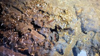 Ant Architecture Detailed Underground Footage [upl. by Orutra]