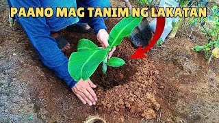 PAANO MAG TANIM NG LAKATAN LAKATAN FIELD PLANTING COMPLETE GUIDE [upl. by Ahsilla470]