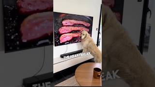 When your dog thinks the bacon on TV is real 😂 [upl. by Nedi]