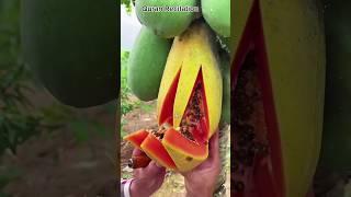 sura Rahmanamazing fruit cutting video quranrecitation viralvideo islamicshort [upl. by Tisman]