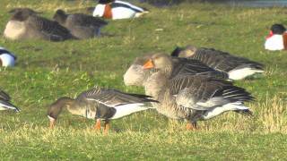 WhiteFronted Geese  Anser albifrons albifrons [upl. by Iron]