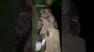 Watching a Largetailed Nightjars in NIGHT WALK at Cat Tien Jungle birds nature wildlife animals [upl. by Enialed]