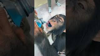 Monkey Drinking Powerade [upl. by Hakan]