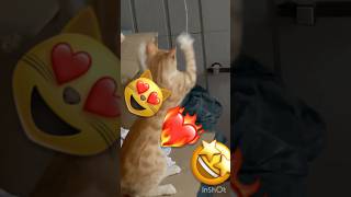 Hilando fino 😂🧦 dog cat puggy gatos peluditos gato perrunos perritos catlover shortsfeed [upl. by Adian]