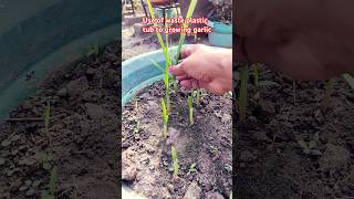 Use of the waste plastic tub to grow lahsun or garlic kitchengarden garlic shorts [upl. by Astraea]