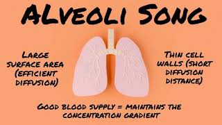 Alveoli Song Alveoli adaptations AQA [upl. by Idnic106]