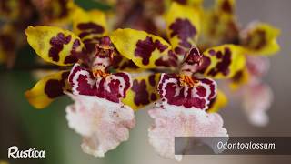 Cultiver les orchidées Oncidium [upl. by Tram172]