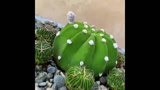 Domino Easter Lily Lobivia ancistrophora with Brain Cactus Buddies [upl. by Iana]