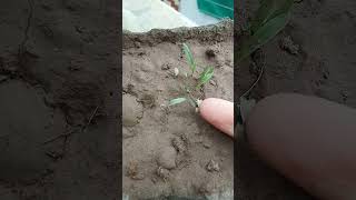 new way cardamom plant grow in my terranceshort youtube [upl. by Enecnarf]