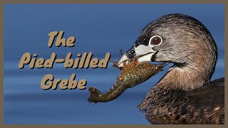 The Piedbilled Grebe Everything you need to know  Diving Hunting Flying SoundCallSong [upl. by Lirpa]