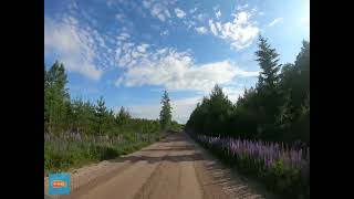 Lupine Road Hagfors Kommun Värmland Sweden [upl. by Oicangi]