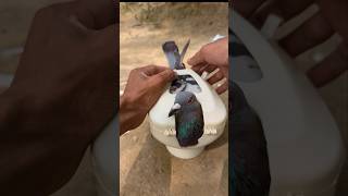 Pigeon vitamin medicine pigeon kabutar [upl. by Manchester]