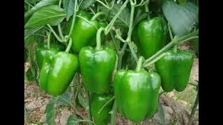 How To Grow Bellpepper [upl. by Grata341]