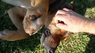 Eita preguiça Doguinho de rua em Ponta Grossa Paraná doglover rescue pontagrossa [upl. by Cordeelia]