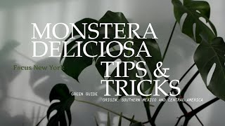 Monstera Deliciosa Plant Tips amp Tricks by Focus New york [upl. by Lundquist602]