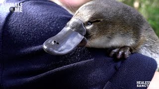 Meet Storm our new baby Platypus [upl. by Orvil]