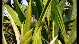 Coelogyne asperata in spike  grow Orchid this type in full sun [upl. by Nala740]